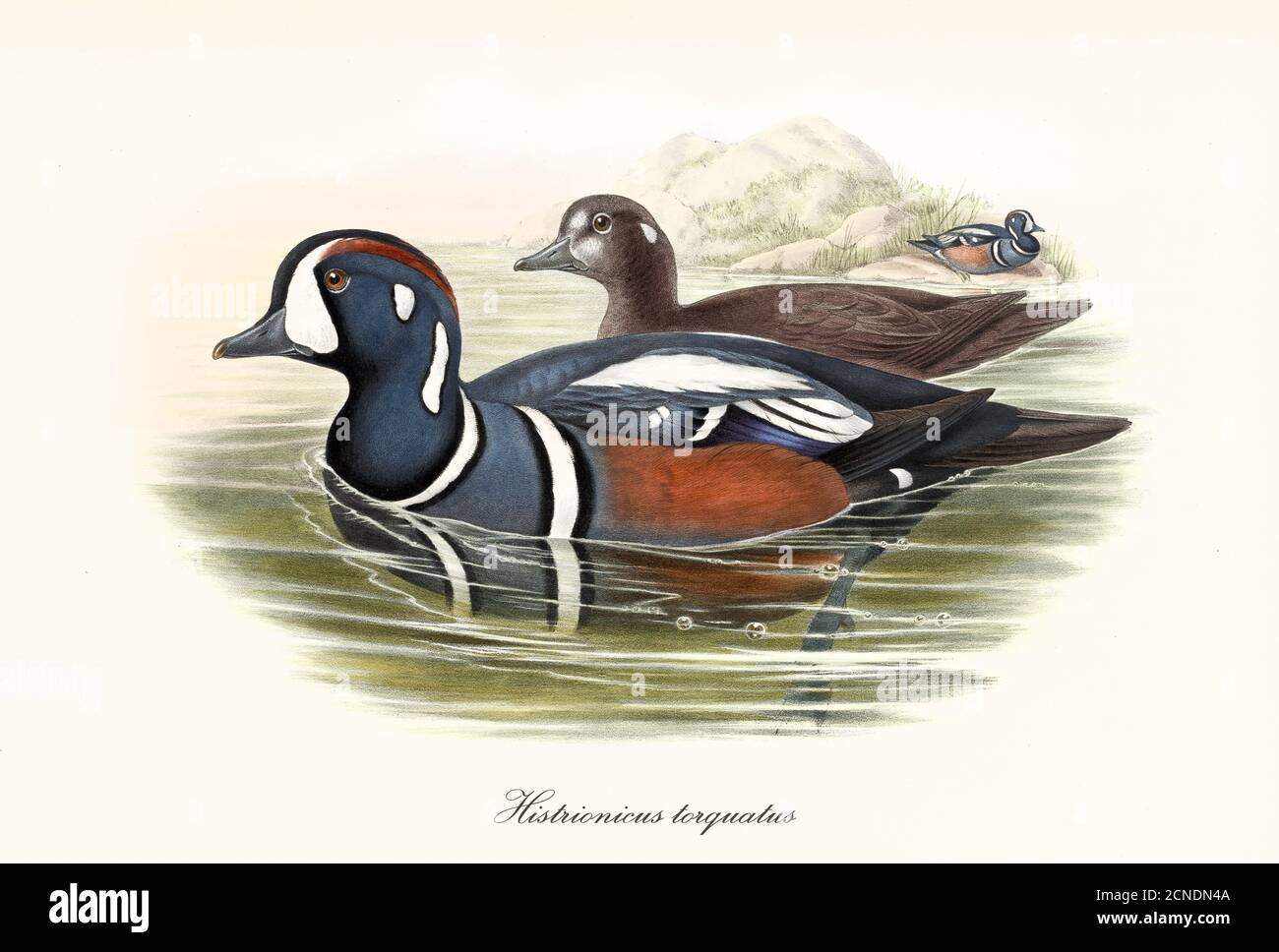 Two Harlequin Duck (Histrionicus histrionicus) multicolored plumage aquatic birds swimming in the water to the left. Art by John Gould 1862-1873 Stock Photo