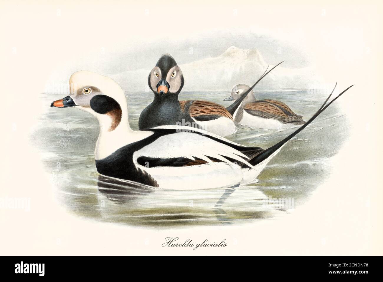 Black and white multicolor plumaged aquatic Long-Tailed Duck (Clangula hyemalis) swimming in cold sea water. Viintage art by John Gould 1862-1873 Stock Photo