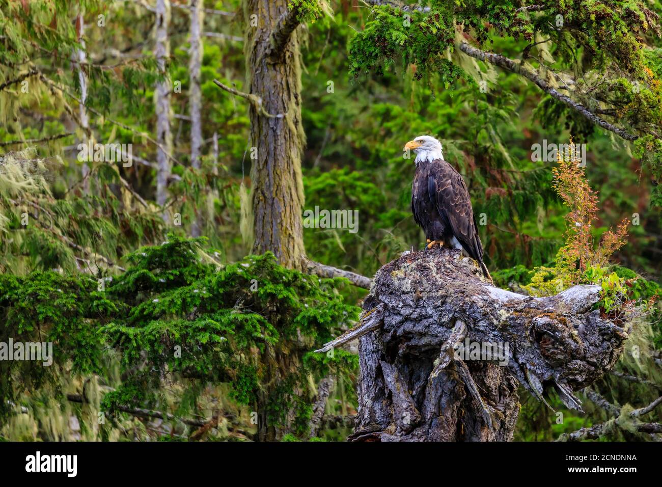 Bald Eagle (Haliaeetus leucocephalus), in a forest setting, Alert Bay, Inside Passage, British Columbia, Canada Stock Photo
