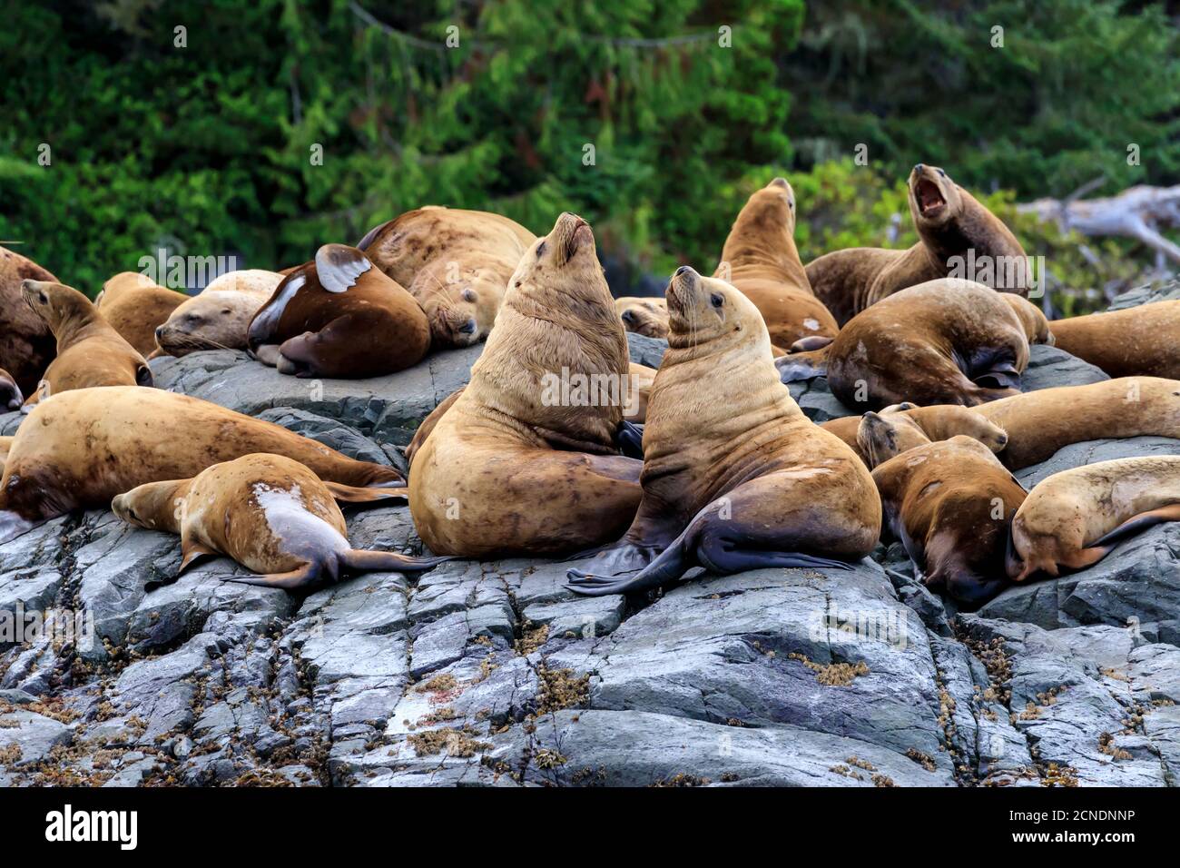 Steller sea lions (Eumetopias jubatus) on a rocky shore, Alert Bay, Inside Passage, British Columbia, Canada Stock Photo