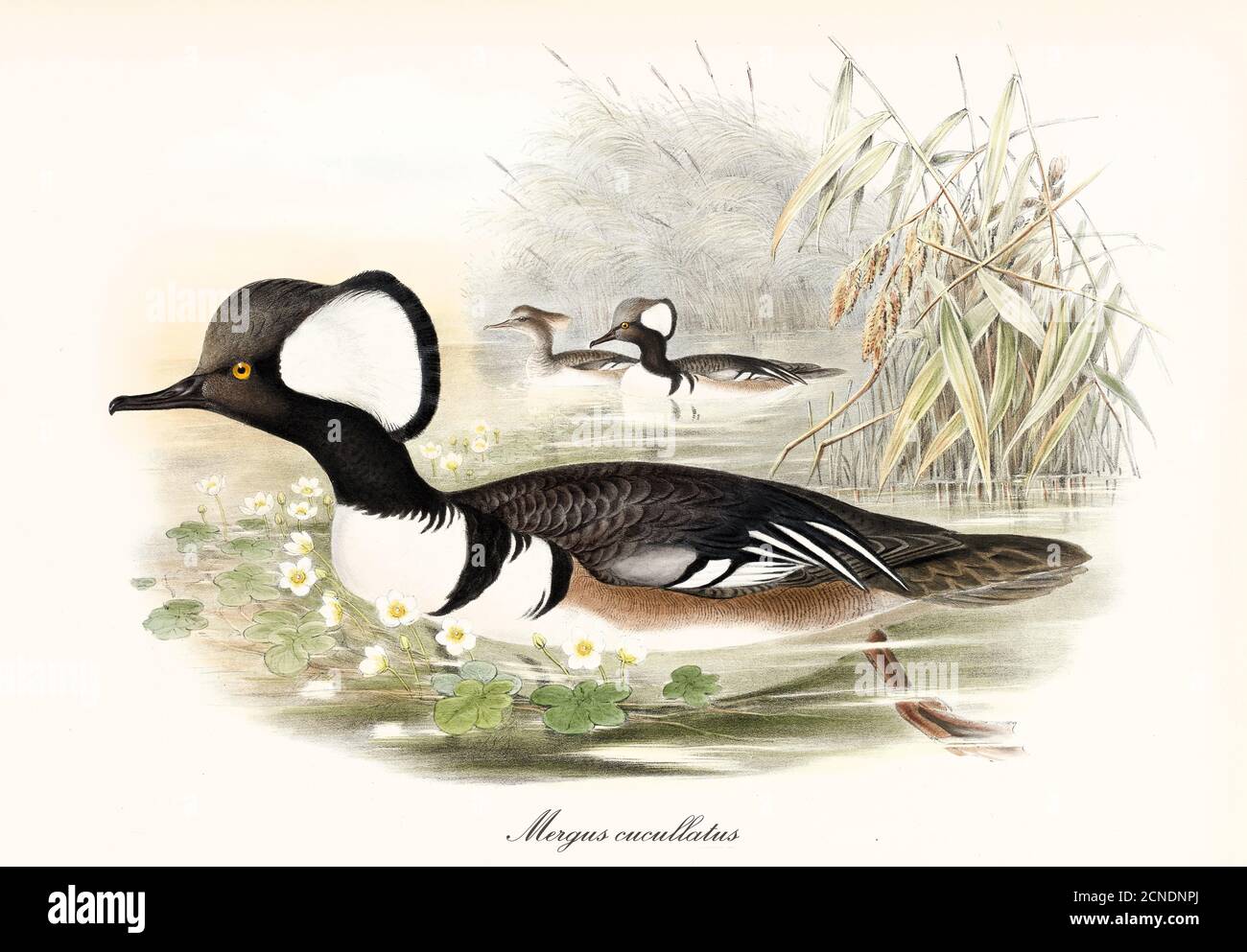 Multicolor duck looking bird Hooded Merganser (Lophodytes cucullatus) with arched black beak swimming in pond water. Art by John Gould 1862-1873 Stock Photo