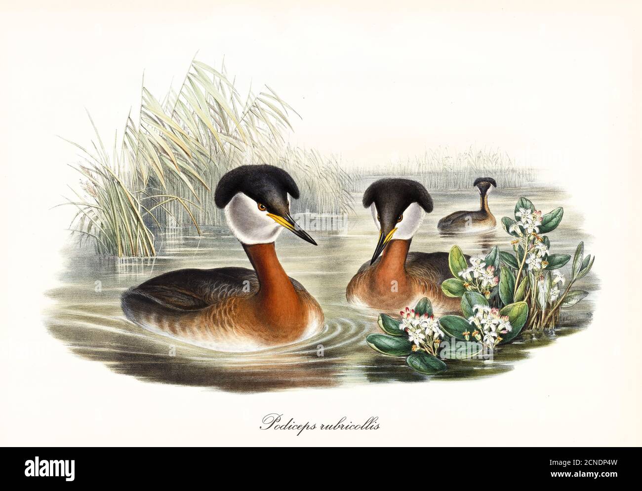 Aquatic strange crested and pointed beak birds Red-Necked Grebe (Podiceps grisegena) floating in the brownish pond water. Art by John Gould 1862-1873 Stock Photo