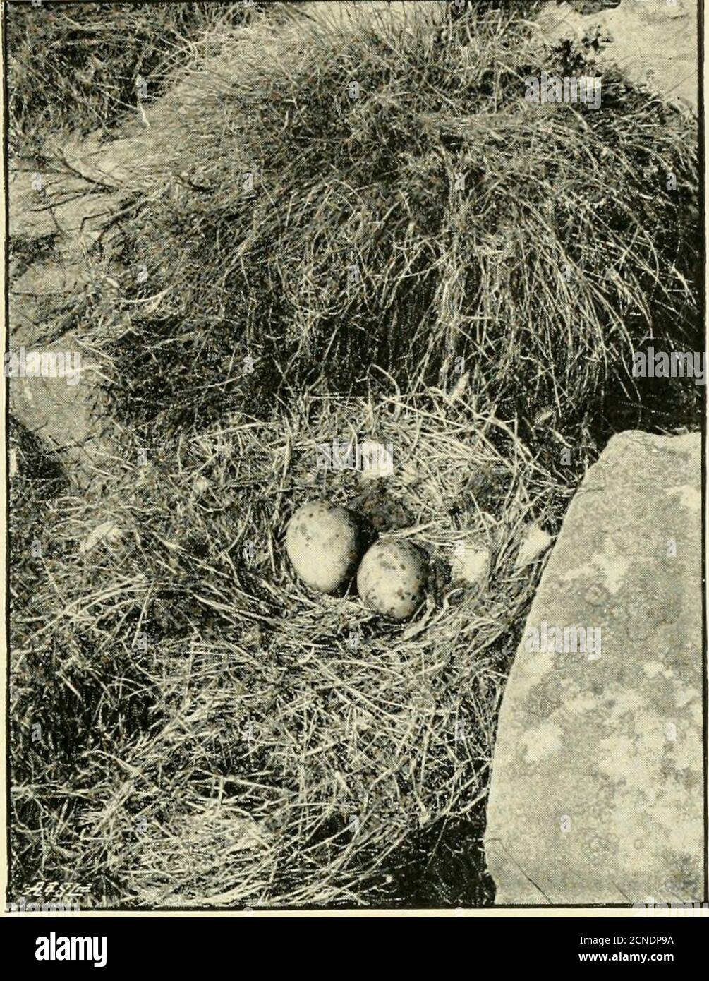 . British birds' nests : how, where, and when to find and identify them . ■«i.^ HERRING GULL.. LESSER BLACK-BACKED AKD HERRING GULLS AT THEFARNE ISLANDS. 122 BBITISH BIRDS NESTS. hollows scooped out of the soft turf, on grassgrowing in nooks and on ledges of rock, on barerocks, and on masses of dry seaweed. Our illustra-tion is from a photograph taken on the FameIslands, where a large colony breeds. On lowrocky islands, ledges of cliffs, on islands in inlandlakes, and in moss-bogs. On nearly all suitableplaces round our coasts, except the greater partsof the east and southern coasts of England Stock Photo