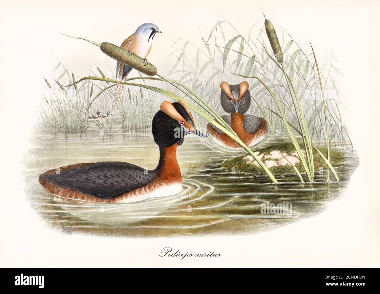 Two long necked aquatic birds with strange head shape Horned Grebe (Podiceps auritus) in green pond water. Vintage art by John Gould 1862-1873 Stock Photo