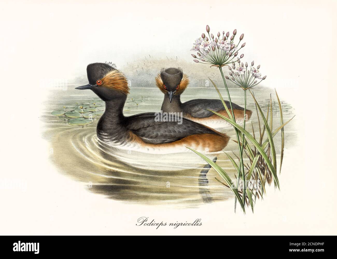 Two multicolor black and brown white belly zone birds Black-Necked Grebe (Podiceps nigricollis) swimming in dark water. Art by John Gould 1862-1873 Stock Photo