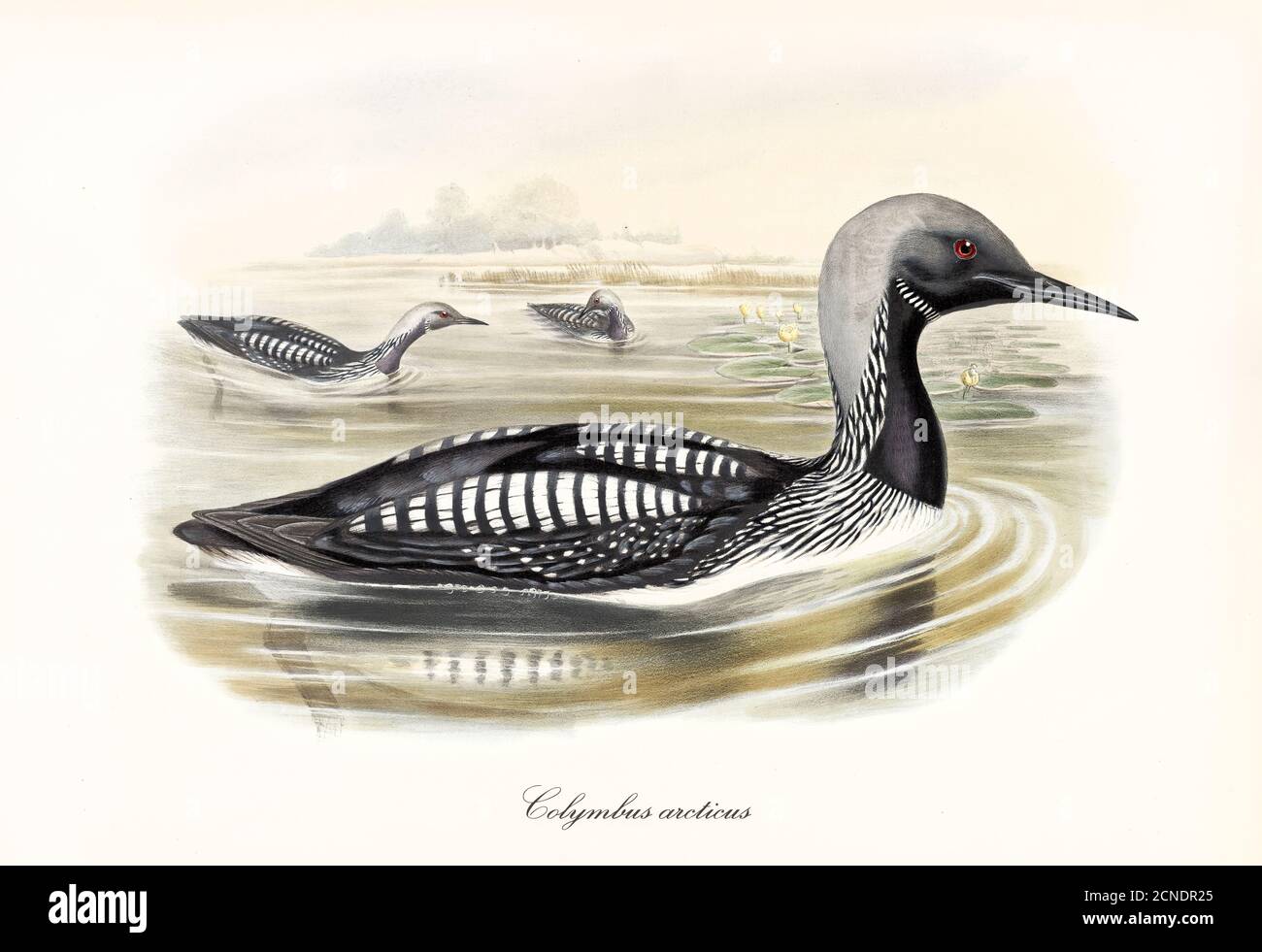 Multicolor black and white striated aquatic bird Black-Troated Loon (Gavia arctica) swimming in dark lake or pond water. Art by John Gould 1862-1873 Stock Photo