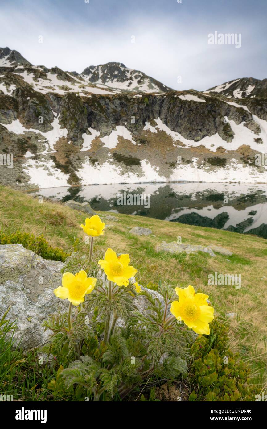 Yellow flowers during the spring bloom surrounding Porcile Lakes, Tartano Valley, Valtellina, Sondrio province, Lombardy, Italy, Europe Stock Photo