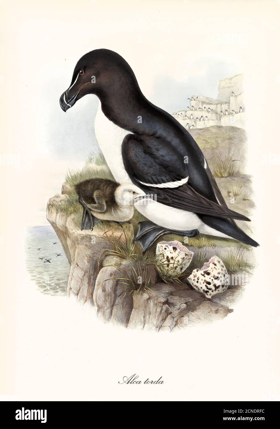 black and white plumaged webbed paw bird Razorbill (Alca torda) on a rock with cub overseeing sea. Detailed vintage art by John Gould London 1862-1873 Stock Photo