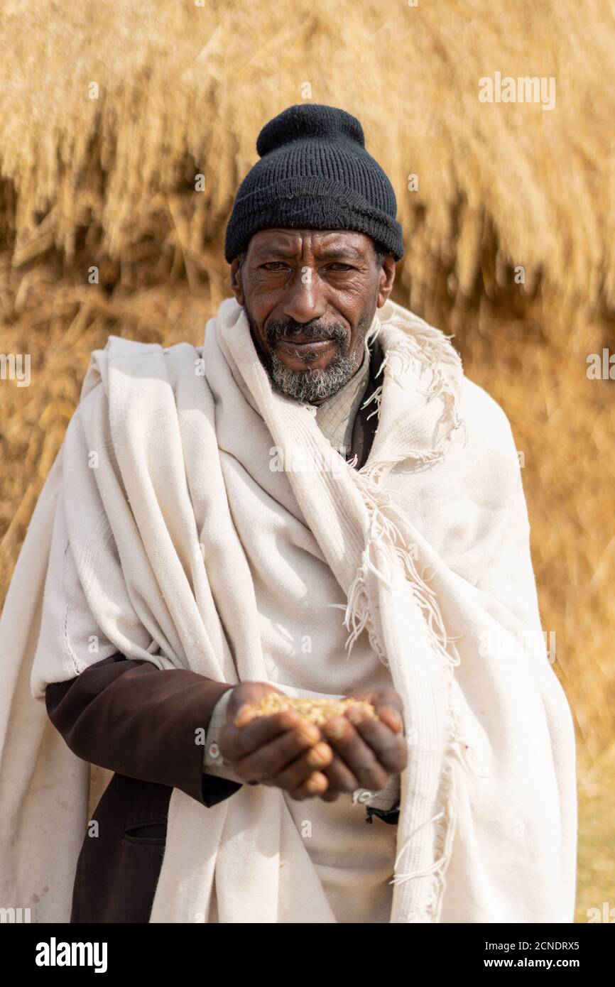 Portrait of senior man holding wheat in hands, Wollo Province, Amhara Region, Ethiopia, Africa Stock Photo