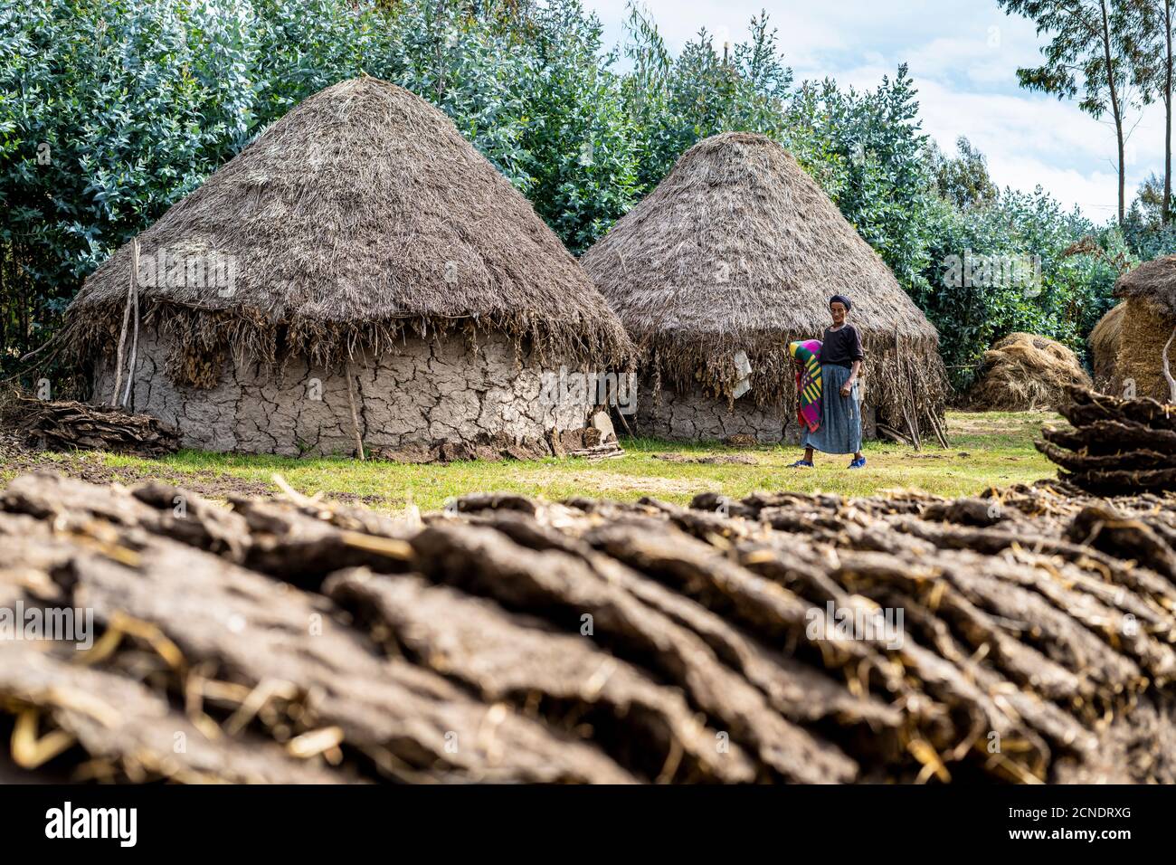 Drying dung used for fuel for the rural village, Wollo Province, Amhara Region, Ethiopia, Africa Stock Photo