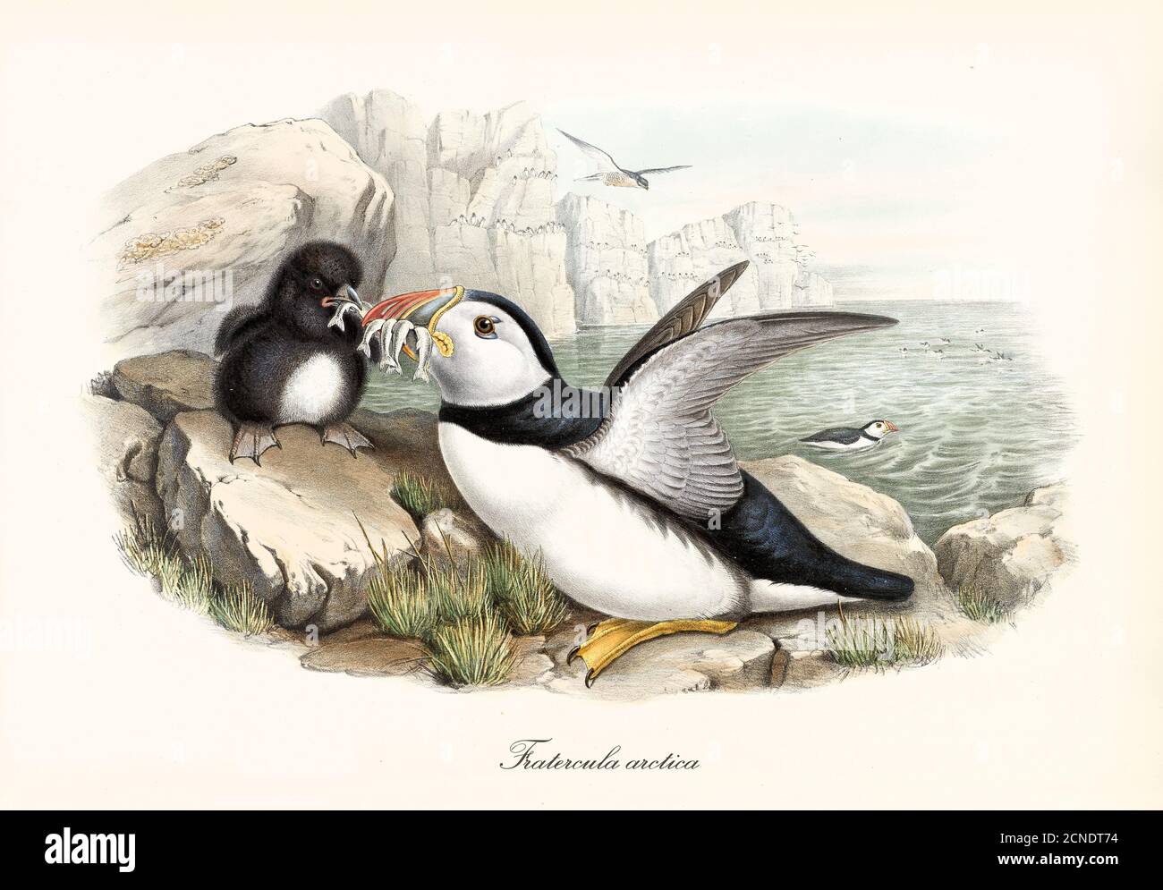 Sea bird Atlantic Puffin (Fratercula arctica) bringing food to cub on rock and high cliff on background. Vintage watercolor by John Gould 1862-1873 Stock Photo