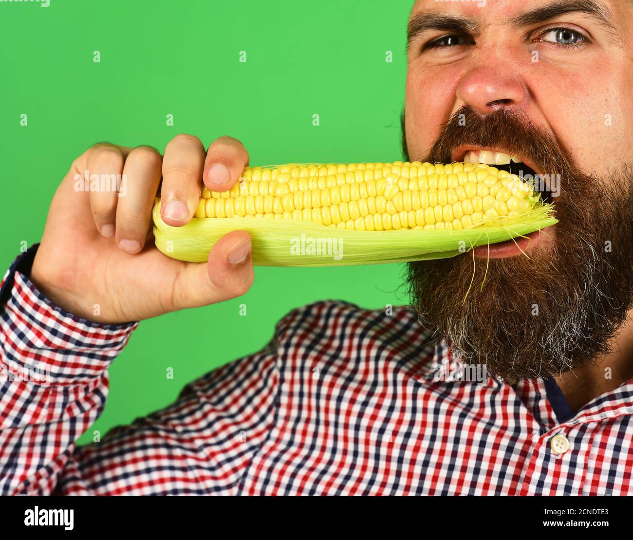 Agriculture and fall crops concept. Guy shows his harvest. Man with beard bites corn cob isolated on green background, close up. Farmer with hungry face holds yellow corn in mouth Stock Photo