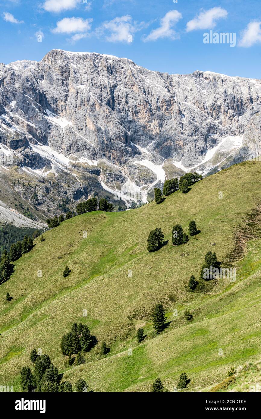 Sparse trees of Swiss stone pine (Pinus cembra) of green woodland, Dolomites, Trentino-Alto Adige, Italy, Europe Stock Photo