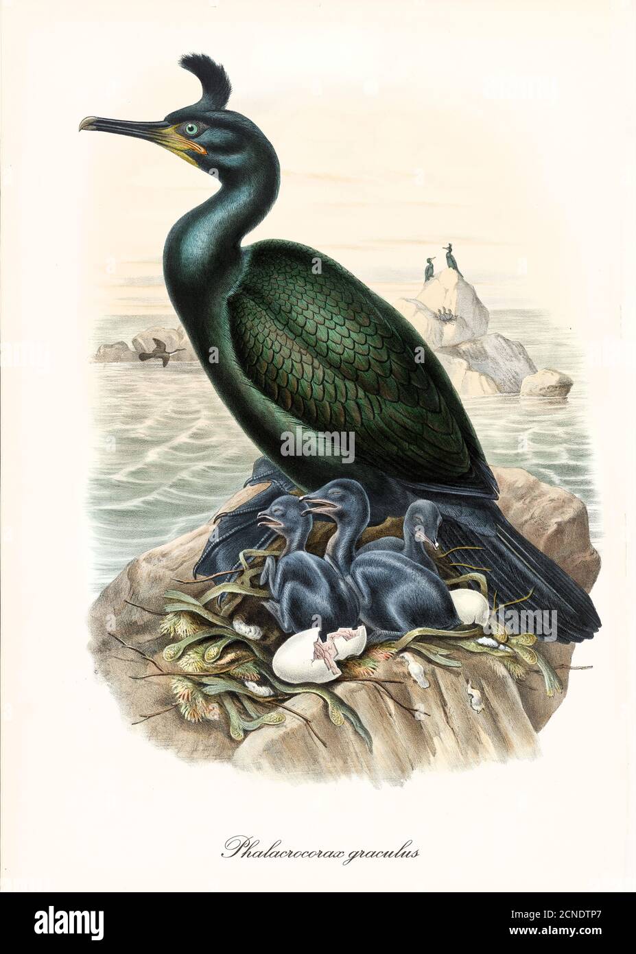 European Shag (Phalacrocorax aristotelis) black long neck sea bird with cubs and hatched eggs on rock. Vintage watercolor art by John Gould 1862-1873 Stock Photo