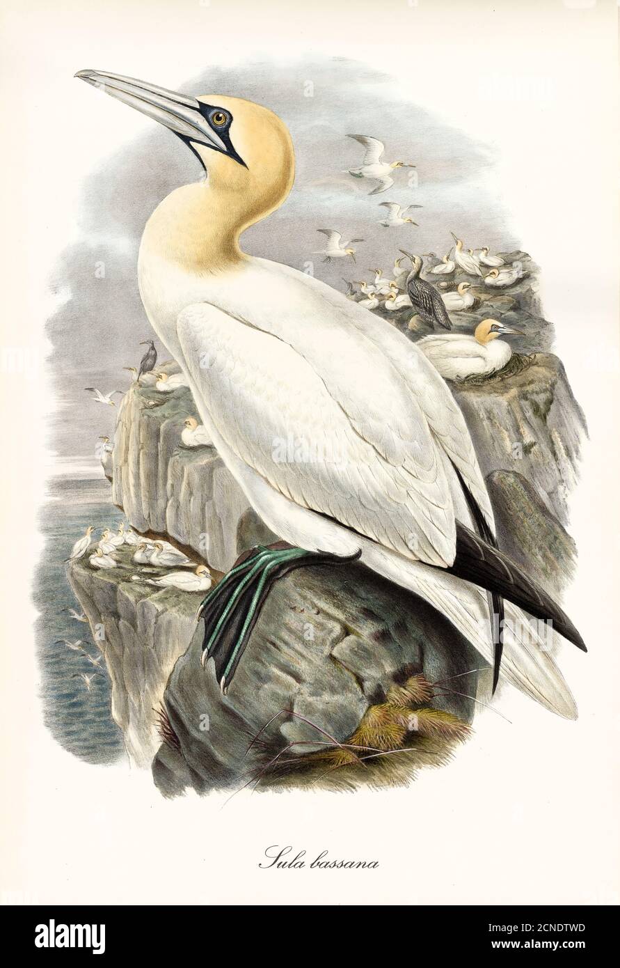 Northern Gannet (Morus bassanus) white long beak bird profile pose looking to cloudy sky. Detailed vintage watercolor art by John Gould 1862-1873 Stock Photo