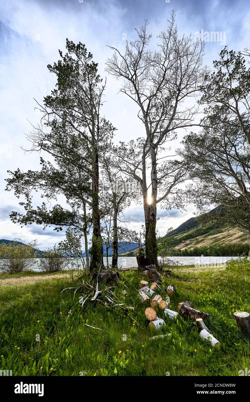 Scenic tranquil view of birch trees next to Konni Lake and surrounding mountains at late afternoon, British Columbia, Canada, North America Stock Photo