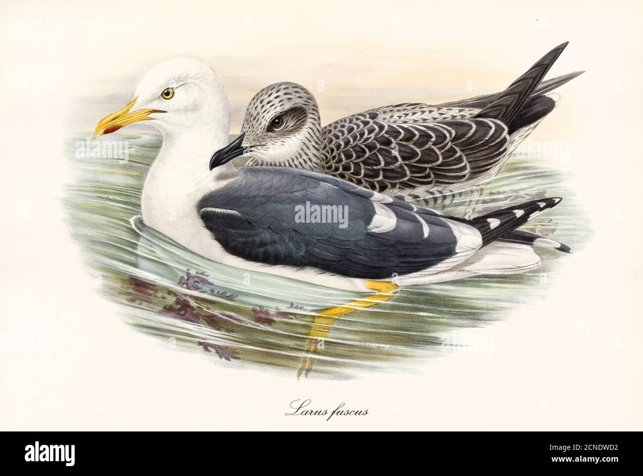 Lesser Black-Backed Gull (Larus fuscus) sea birds couple floating side by side on dark water. Detailed vintage watercolor art by John Gould 1862-1873 Stock Photo