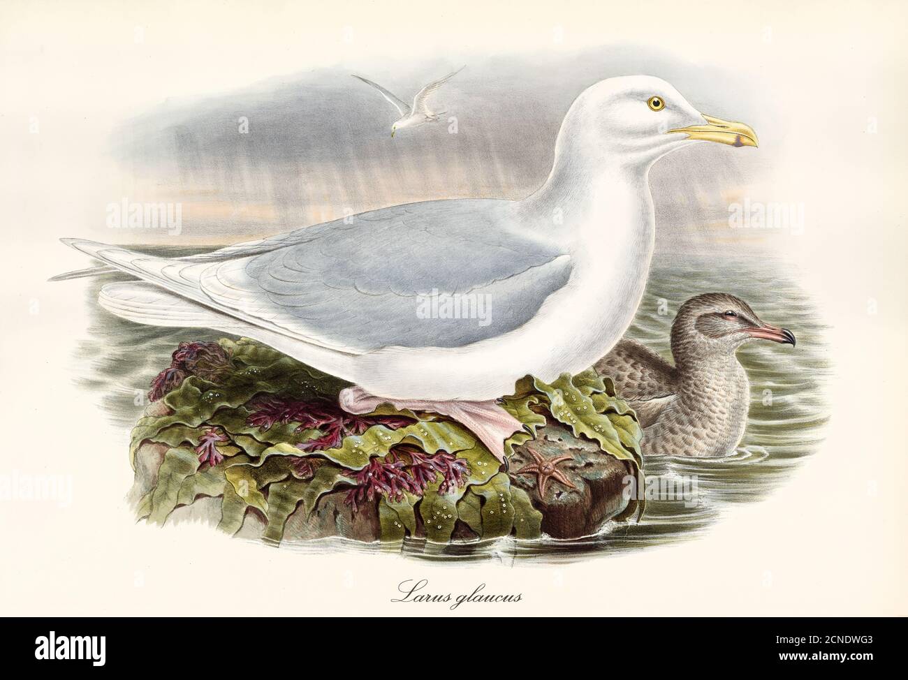 Old illustration of Glacous Gull (Larus hyperboreus). By John Gould, publ. In London, 1862–1873 Stock Photo