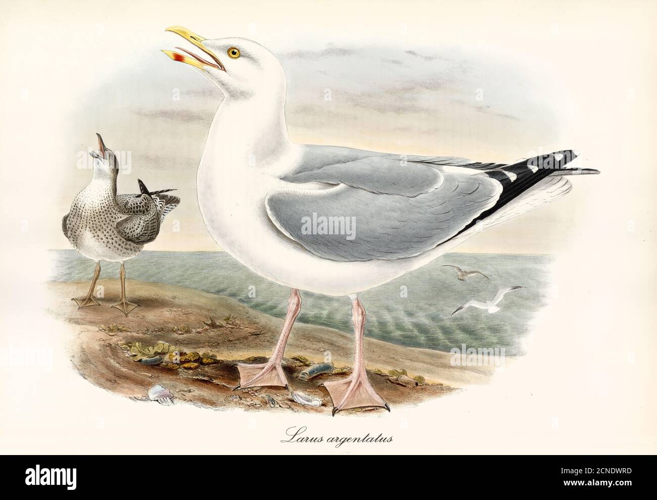 bird European Herring Gull (Larus argentatus) screaming to sky. Webbed pawed bird on seascape. Vintage style watercolor art by John Gould 1862-1873 Stock Photo