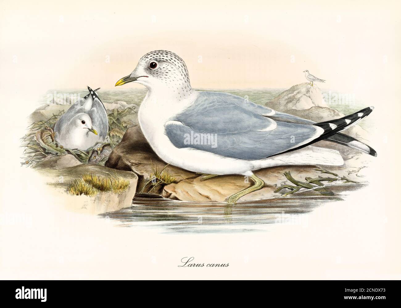 Common Gull (Larus canus) nesting on a rock with another bird close to body of water. Detailed vintage style watercolor art by John Gould 1862-1873 Stock Photo
