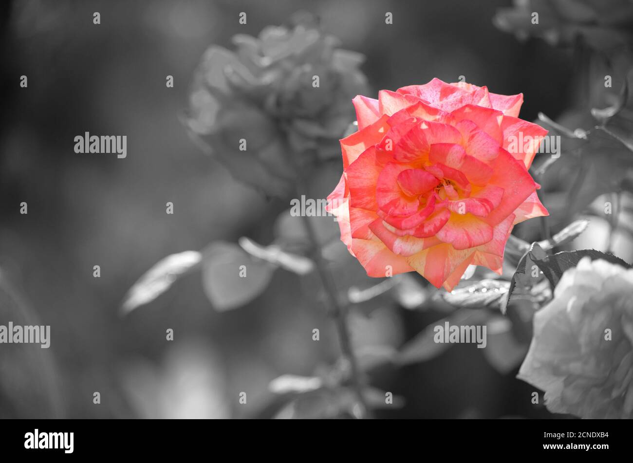 Pink rose isolated on gray background and texture. Stock Photo