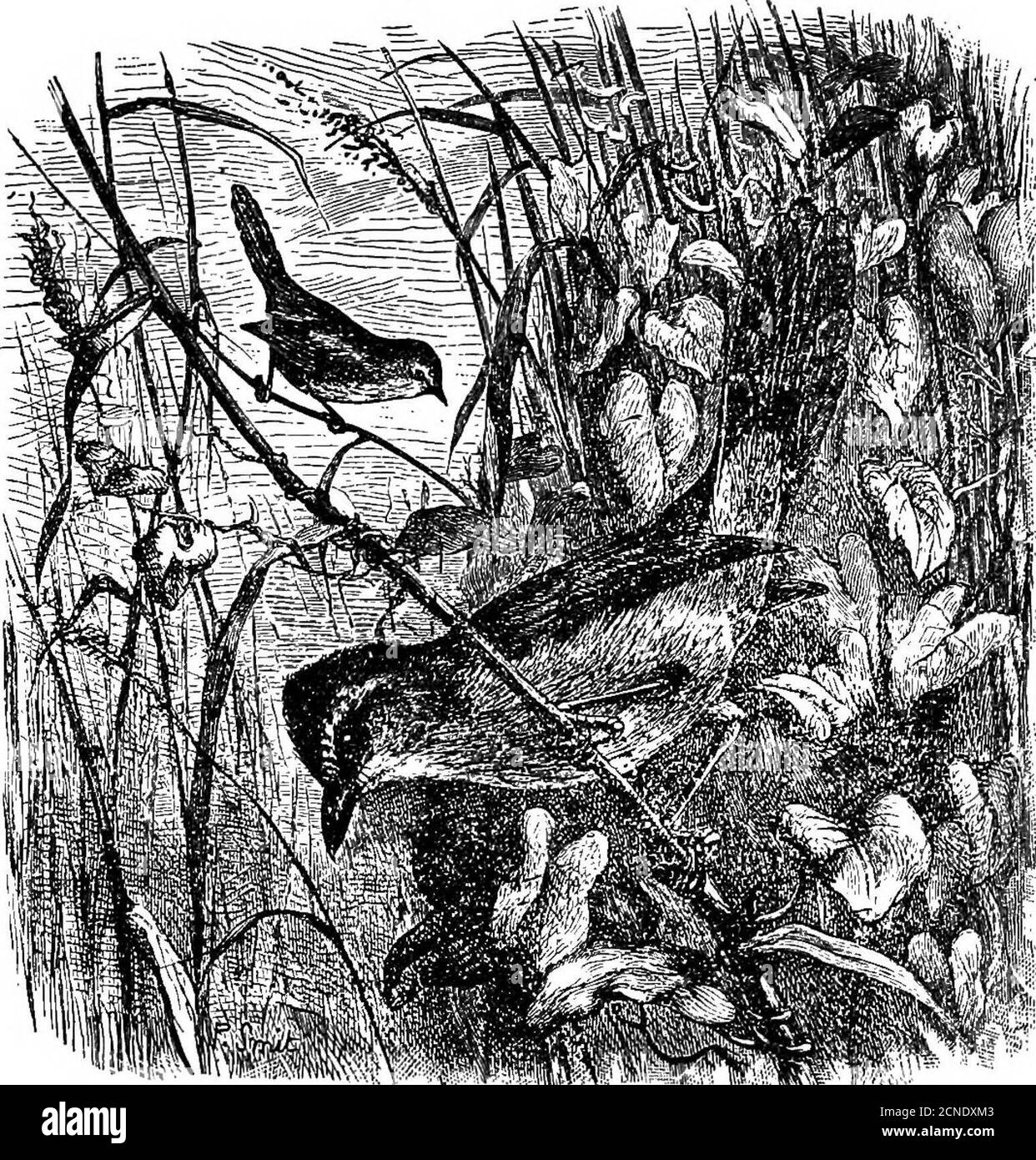 . Birds .. . Fig. 38.—Head of T. p. hengalensis. Timalia pileata. Key to Subspecies. A. Abdomen fulvous; upper plumage darker.. T.p. benffalensis, p. 226.13. Abdomen msty-bufF; upper plumage paler. T. p. jerdoni, Tp. 227.VOL. I. Q 226 TIMALIID^.. Eig. 39.—Timaiiap. hengalensis. (227) Timalia pileata beugalensis.The Bengal Ebd-capped Babbleb. Timalia bengalenfii, Godw.-Aust., J. A. S. B., xli, 2, p. 143 (1872) (Khasia Hills).Timelia pileata. Blanf. & Oates, i, p. 132. Vemacnlar names. Dao-maogasha gaskim (Oachari); Ingeto(Kacha Naga) ; Vongnavi (Mikir), Description. Forehead and short supercili Stock Photo