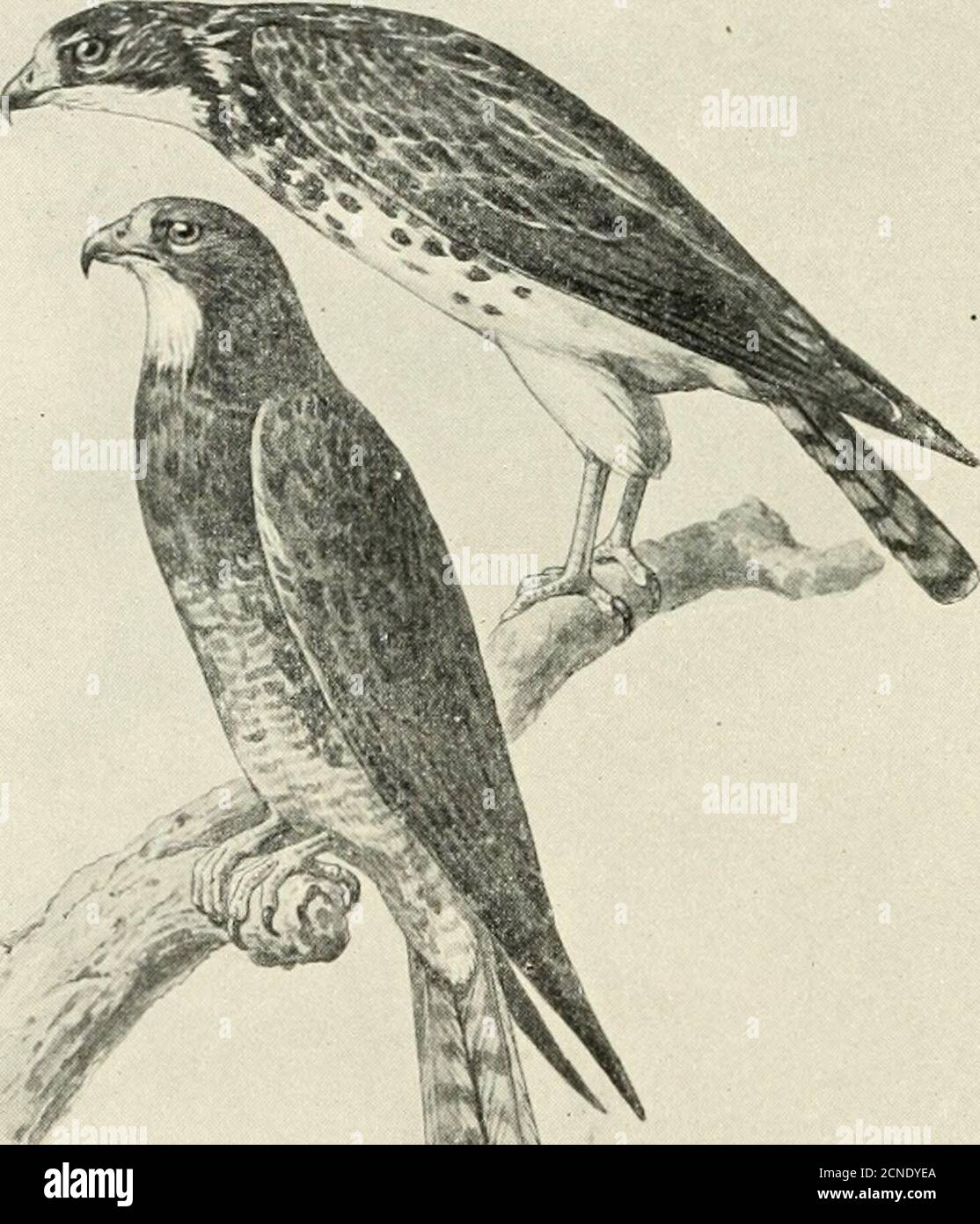 . The birds of Illinois and Wisconsin . , 19.50 to 22.50; wing, 12 to 14.25; tail, 8.25 to9.25; tarsus, 3.00 to 3.25. The Red-shouldered Hawk is a common summer resident in Illinoisand not uncommon in Wisconsin. The immature birds somewhatresemble those of B. borealis, but besides other differences they aresmaller and the tarsus more slender and less feathered than in thatspecies. Usually nests in a large tree. The eggs are 3 to 5, rarely six,dull white, spotted and marked various shades of brown. Theymeasure about 2.10 x 1.70 inches. Incubation usually commences inlate April or May in this la Stock Photo