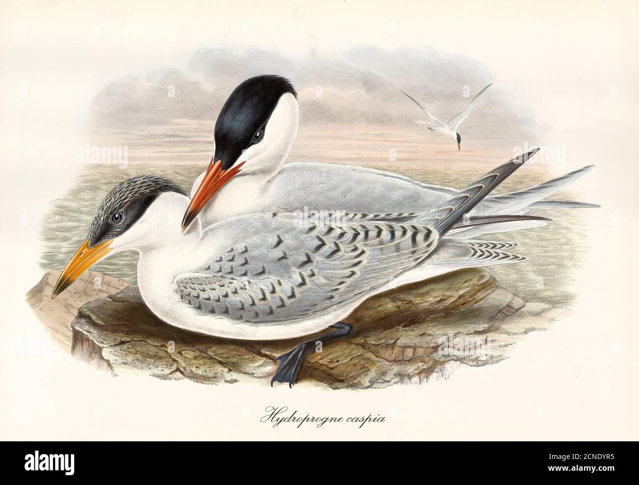 Couple of Caspian Tern (Hydroprogne caspia) birds crouched side by side on rock. Sea on background. Vintage watercolor art by John Gould 1862-1873 Stock Photo