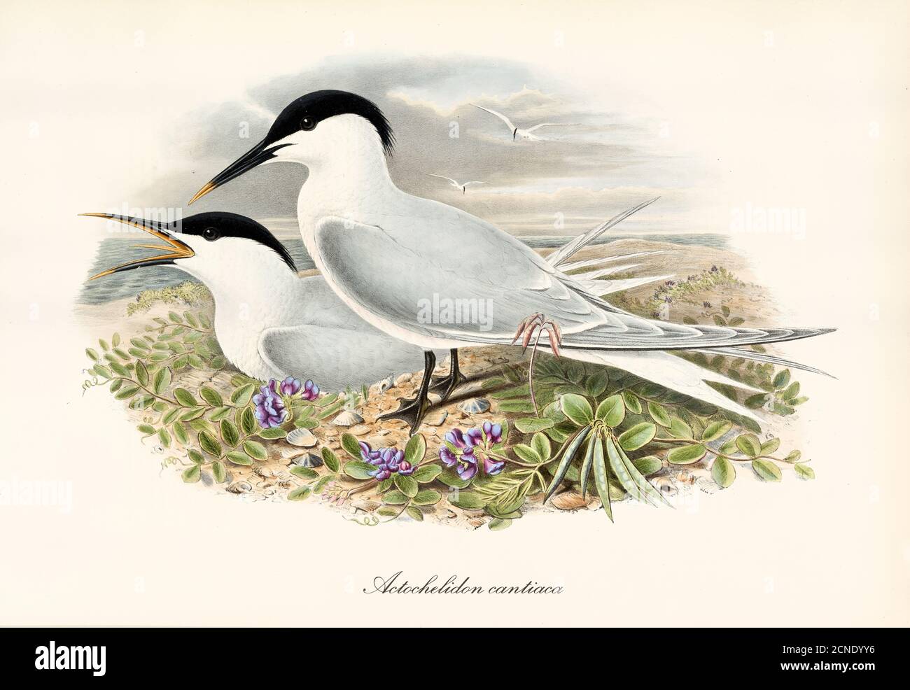 Couple of Sandwich Tern (Thalasseus sandvicensis) birds twittering on vegetated seascape. Detailed vintage watercolor art by John Gould 1862-1873 Stock Photo