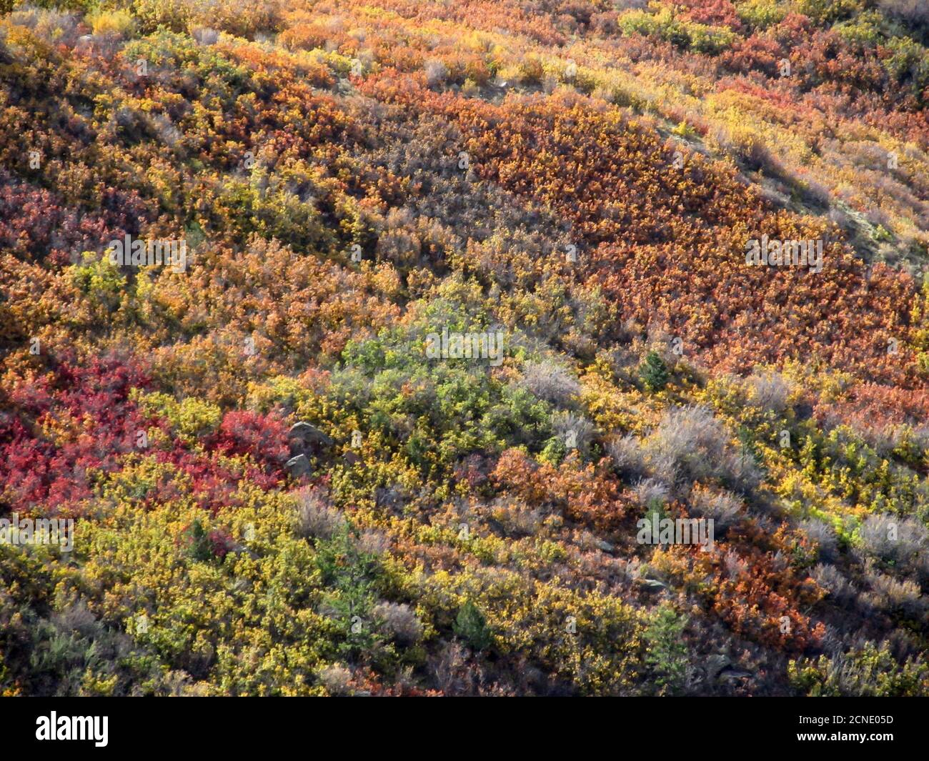 Scrub oak hires stock photography and images Alamy