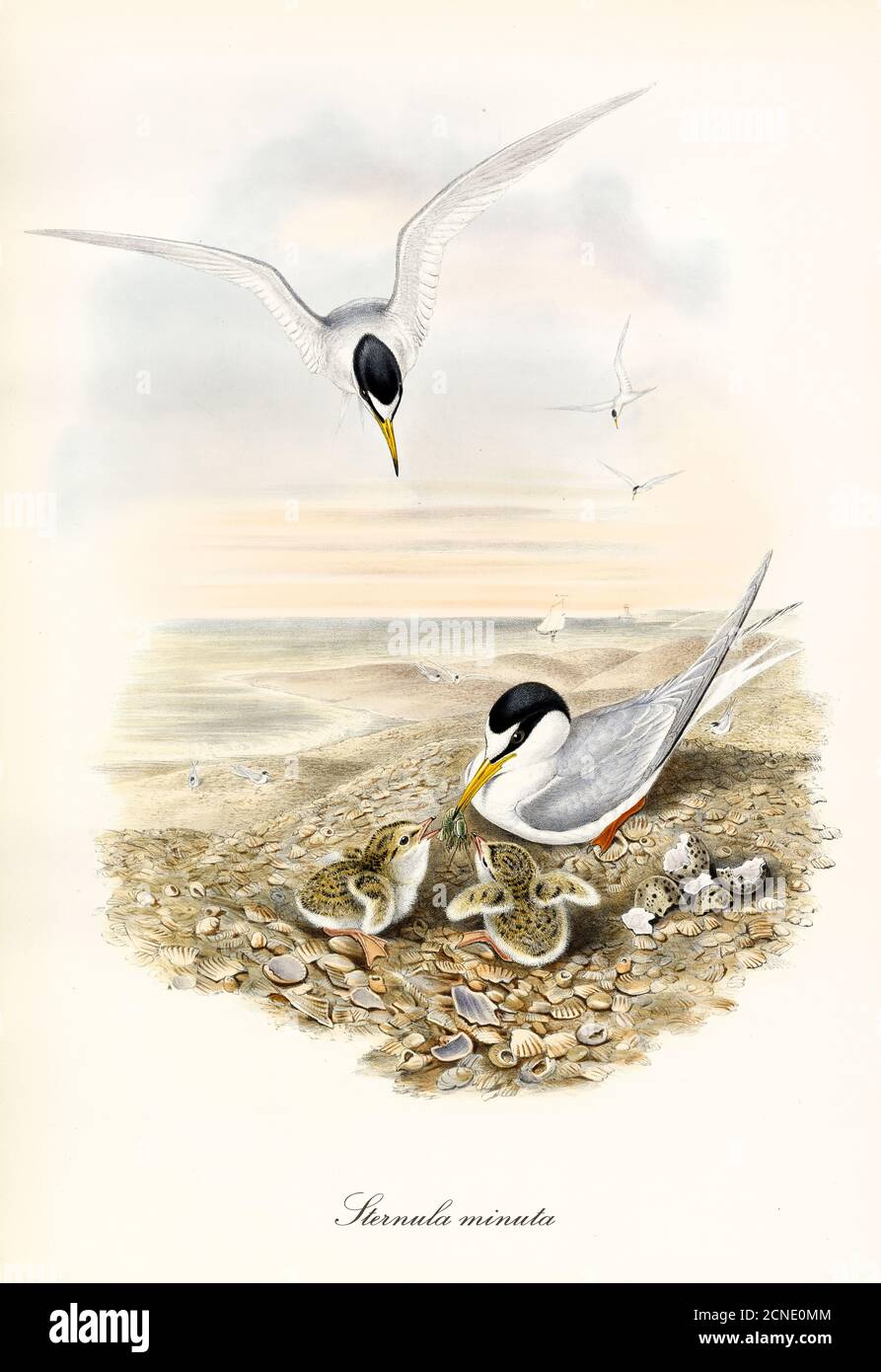 Couple of Little Tern (Sternula albifrons) birds feeding their cubs on a vertically oriented seascape. Vintage watercolor art by John Gould 1862-1873 Stock Photo
