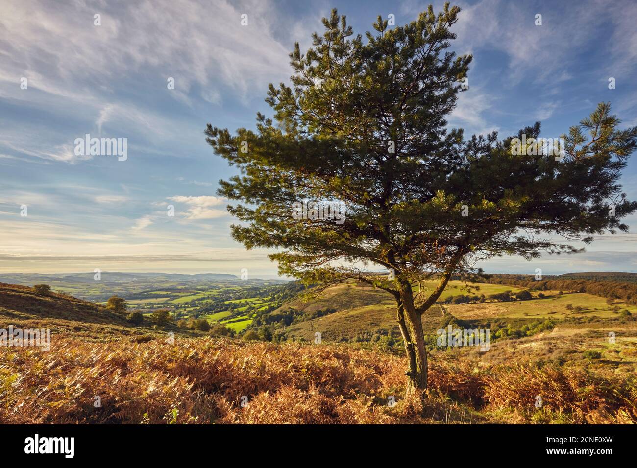A lone pine tree on a hill called Wills Neck, 384m, highest point in the Quantock Hills, in Somerset, England, United Kingdom, Europe Stock Photo