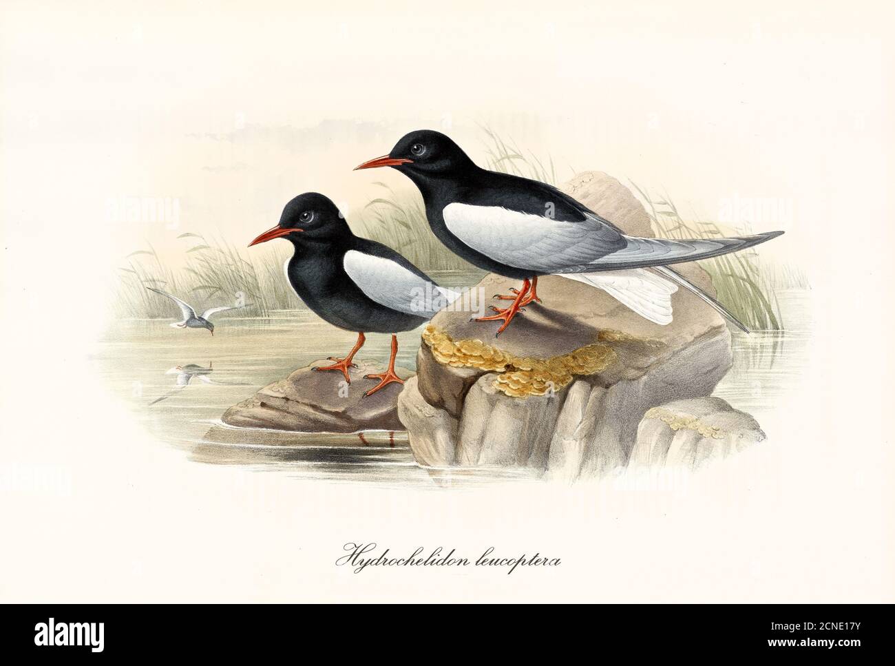 Couple of White-Winged Tern (Chlidonias leucopterus) looking around on little rocks of pond. Vintage style watercolor art by John Gould 1862-1873 Stock Photo
