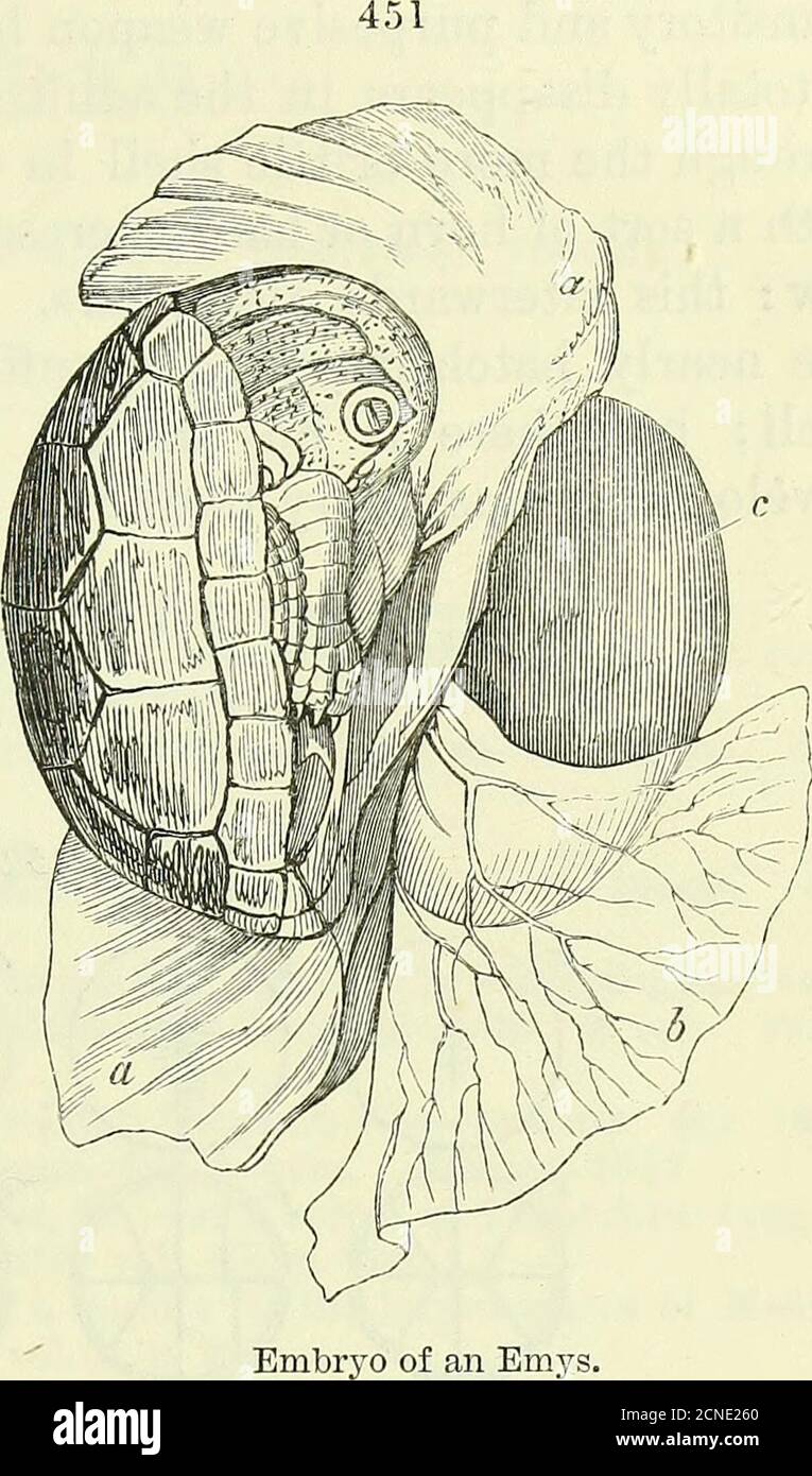. On the anatomy of vertebrates [electronic resource] . 9-72. When the ...
