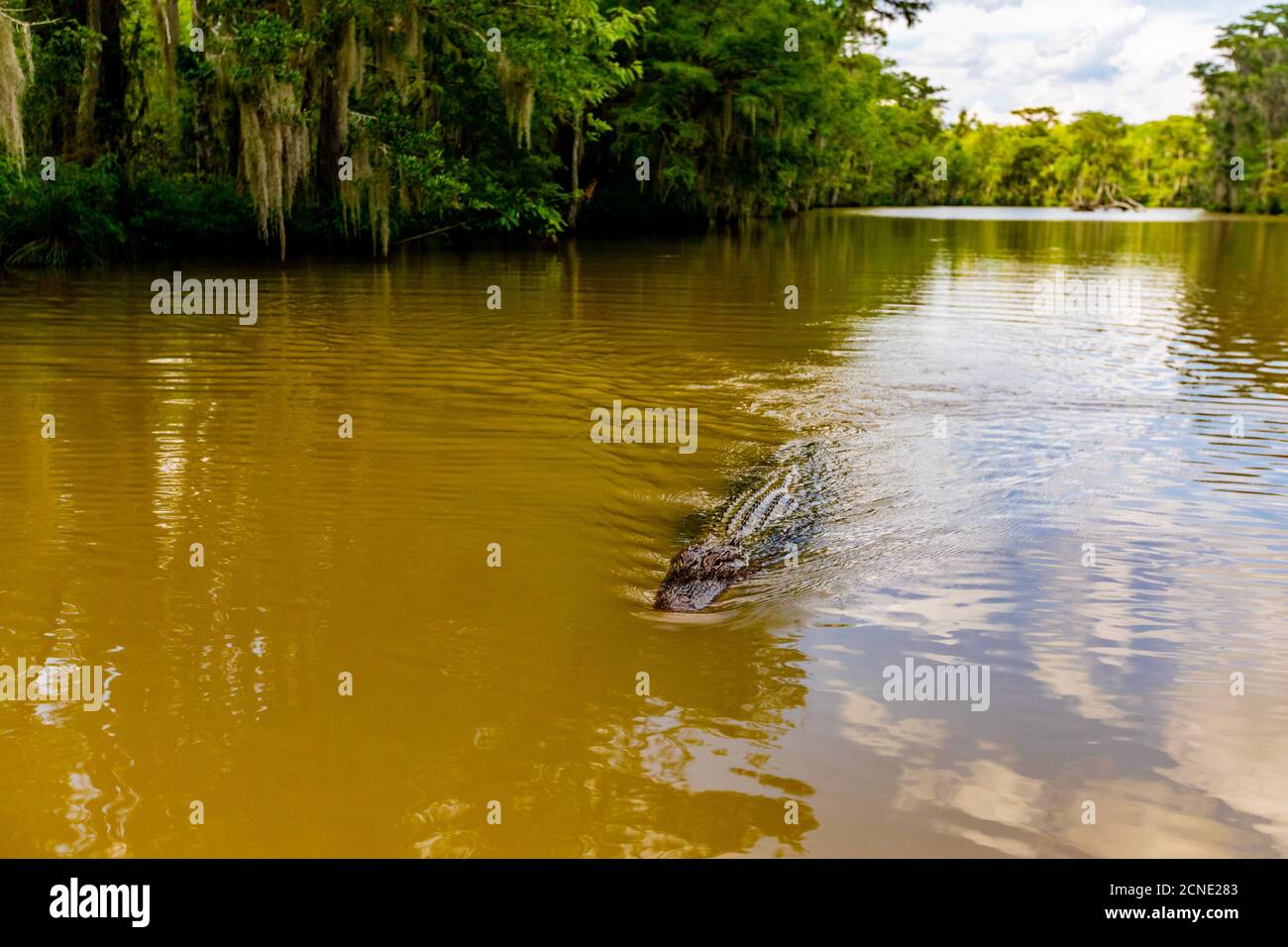 Alligators, swamp near New Orleans, Louisiana, United States of America Stock Photo