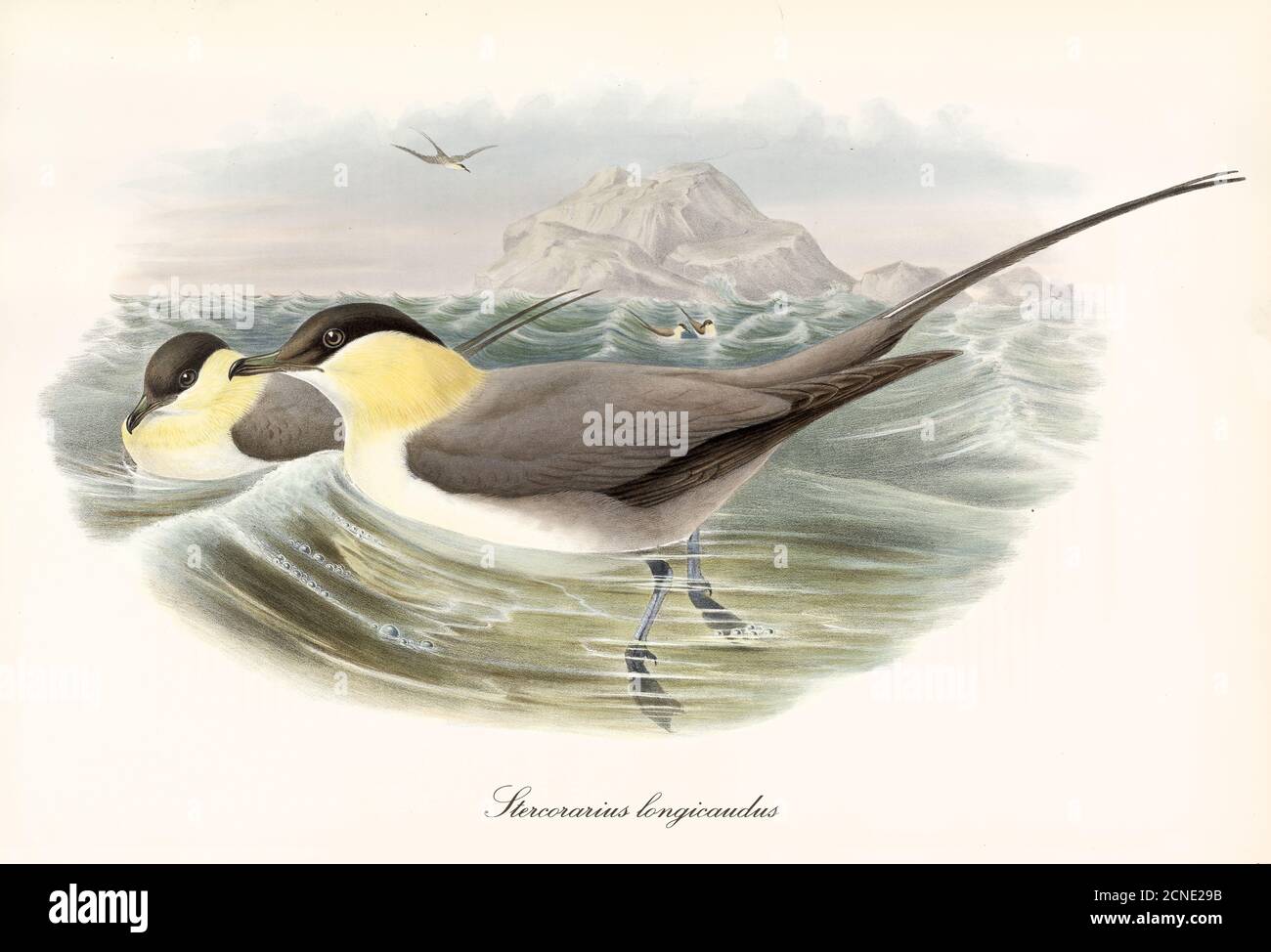 Couple of Long-Tailed (Stercorarius longicaudus) birds floating on rough sea one facing left. Vintage style watercolor art by John Gould 1862-1873 Stock Photo