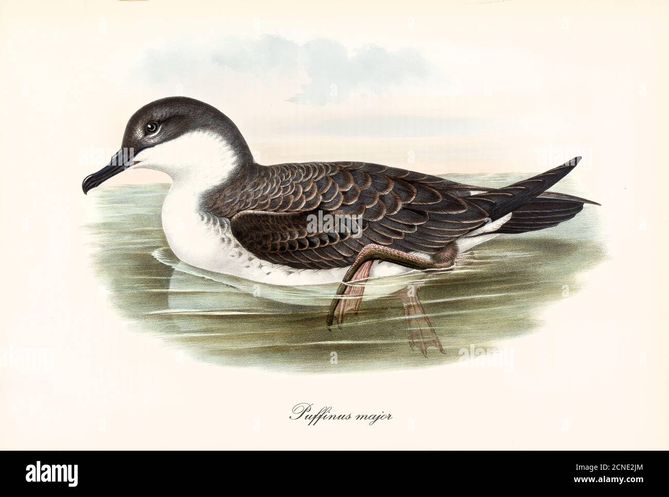 Single Great Shearwater (Ardenna gravis) facing left floating on water moving its webbed paws. Vintage style watercolor art by John Gould 1862-1873 Stock Photo