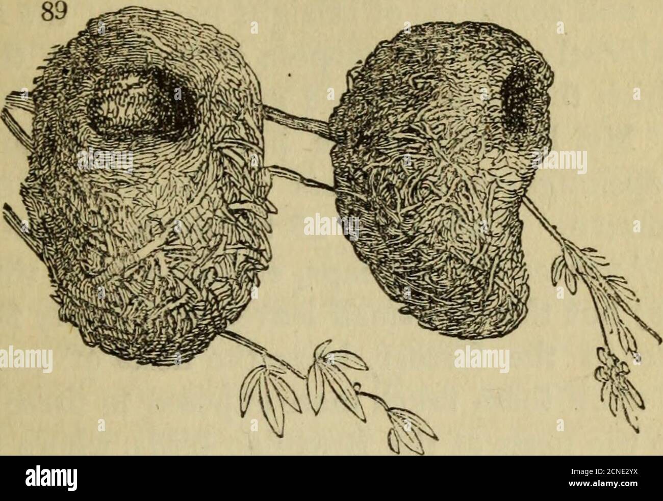 . On the natural history and classification of birds . nests,mentioned by Barrow t, as fabricated by a species ofLoooia, or grosbeak (probably of the modern genusEuplectes), which, unluckily, he neither describes ornames. It seems always to build on a branch extend-ing over a river or pool of water. The nest is shapedexactly like a chemists retort; is suspended from thehead; and the shank, of eight or nine inches long, atthe bottom of which is the aperture, almost touches thewater. It is made of green grass, firmly put together,and curiously woven. * This name 1s given to the Philippine grosbe Stock Photo