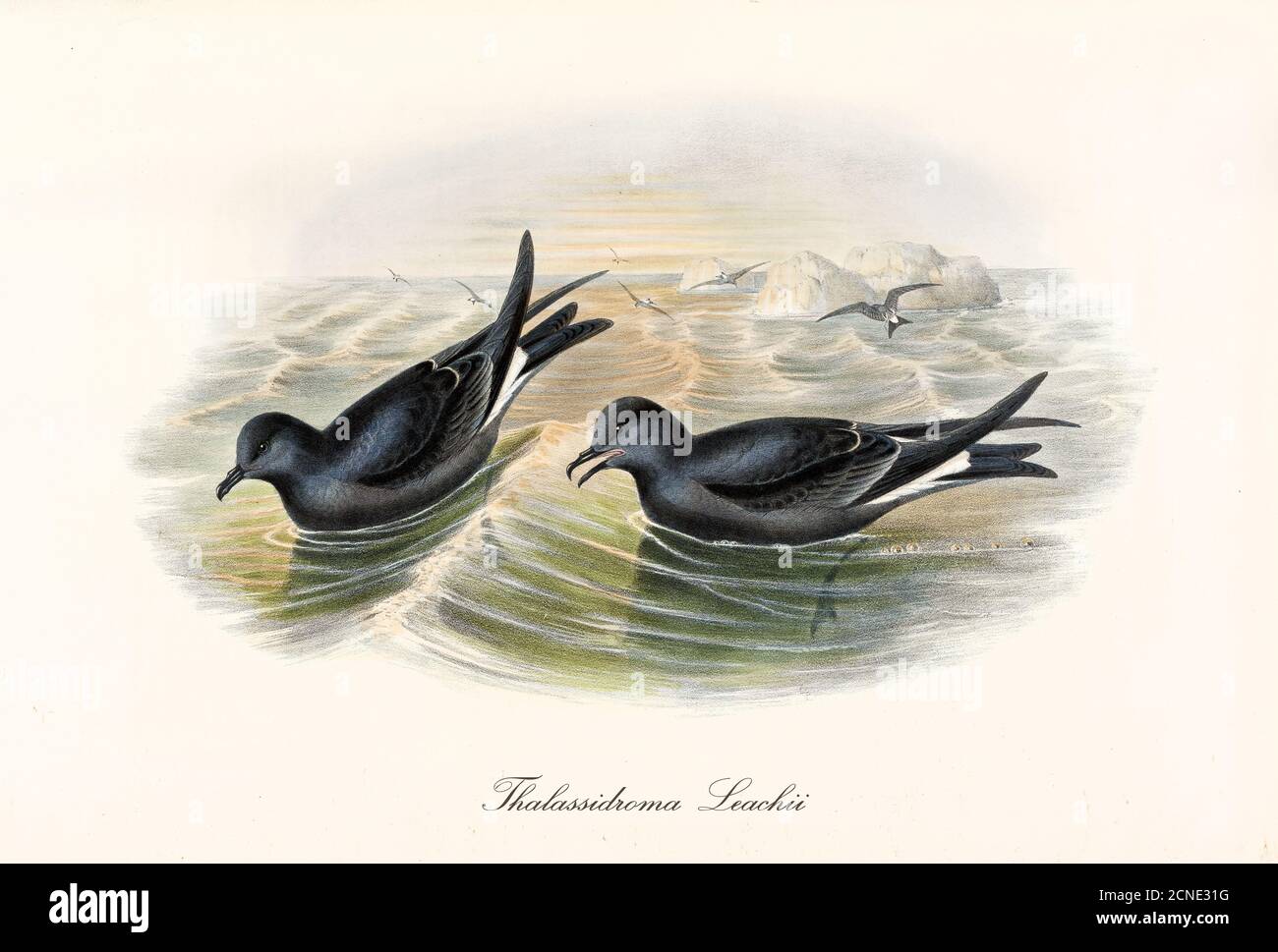 Couple of Fork-Tailed Storm Petrel (Oceanodroma furcata) birds floating facing down to rough sea looking food. Vintage art by John Gould 1862-1873 Stock Photo