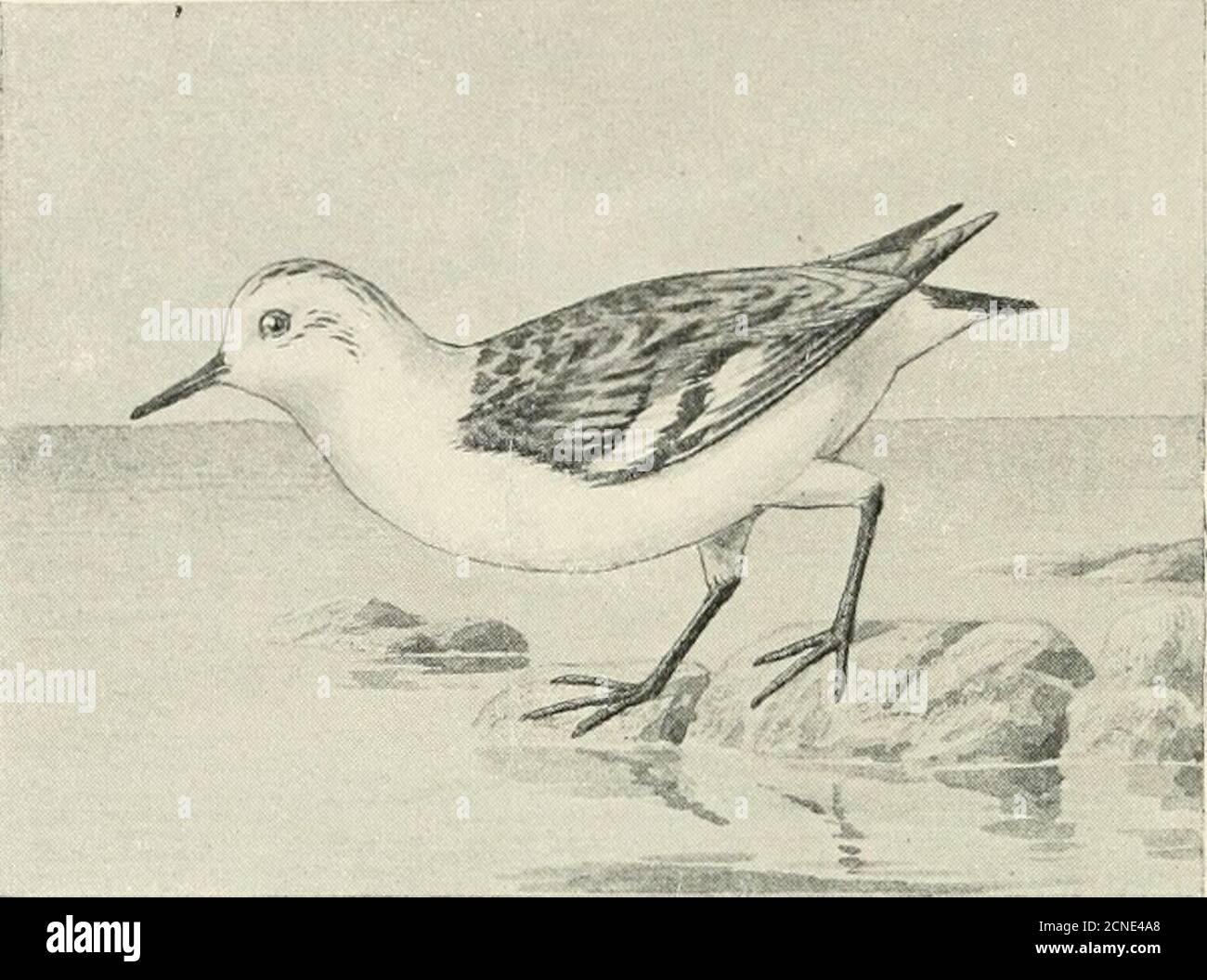 . The birds of Illinois and Wisconsin . ome professional ornithologist todecide such a fine point. Length, 6; wing, 3.85; tarsus, .82; bill, .90 to 1.15. Common in Illinois and Wisconsin during the migrations, butmuch less numerous than the preceding species. Genus CALIDRIS Illiger. 121. Calidris leucophaea (Pallas).Sanderling. Calidris arenaria Linn., A. O. U. Check List, 1895, p. 91. Distr.: Northern hemisphere; in America breeding in the Arcticand subarctic regions; south in winter as far as southern SouthAmerica (Patagonia), also India and South Africa. Adult in summer: Head, throat, and u Stock Photo