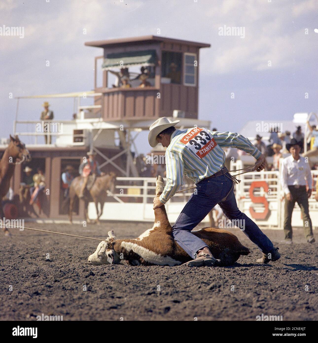 Cattle roping at the Calgary Stampede Stock Photo Alamy