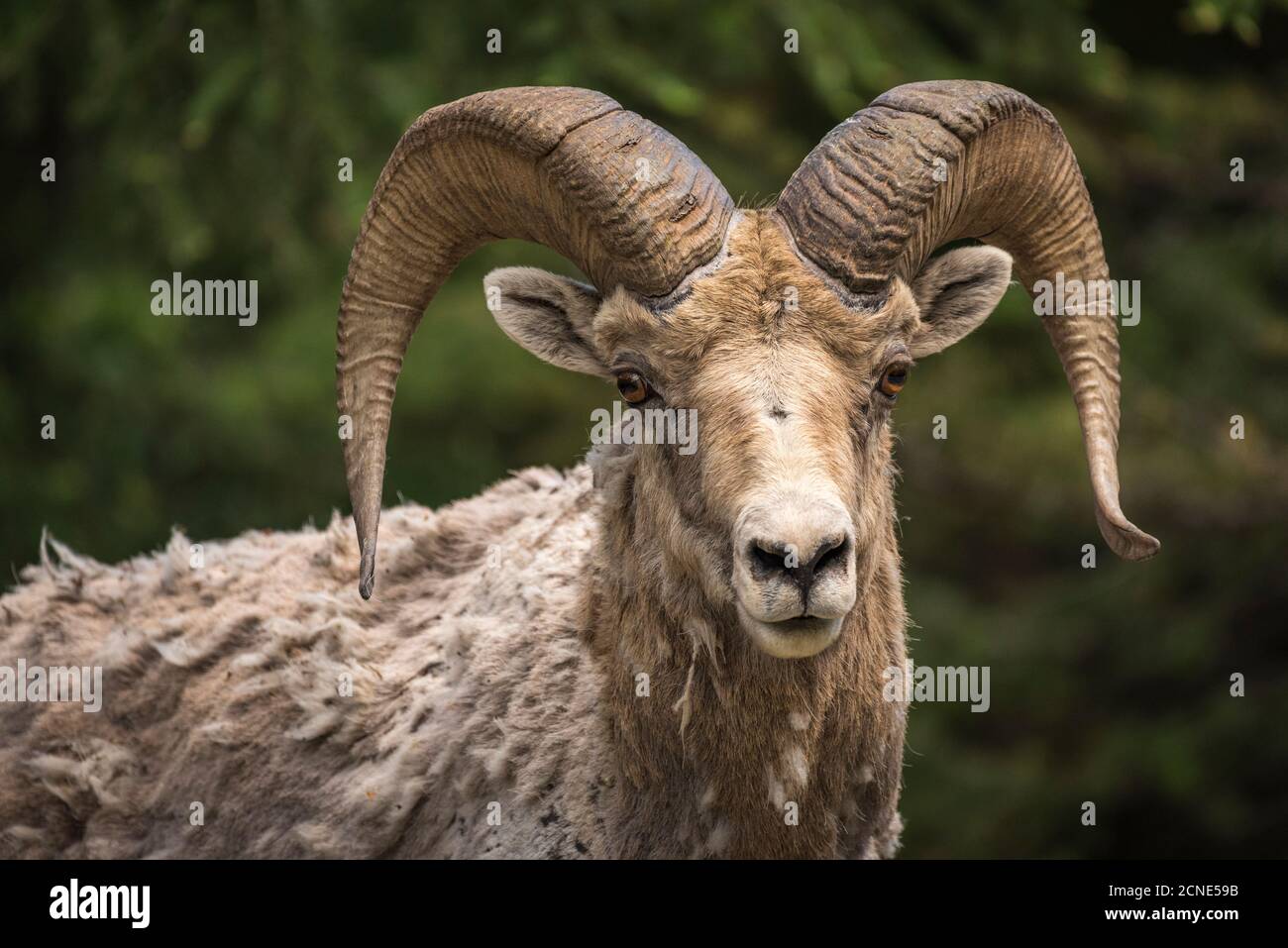 Bighorn sheep ram (Ovis canadensis), Banff National Park, Alberta, Canada Stock Photo