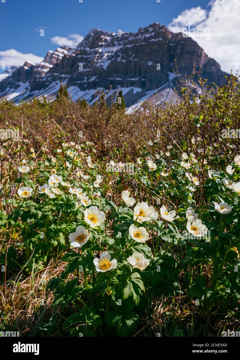 White Globe Flowers and Crowfoot Mountain, Banff National Park, UNESCO World Heritage Site, Alberta, Canadian Rockies, Canada Stock Photo