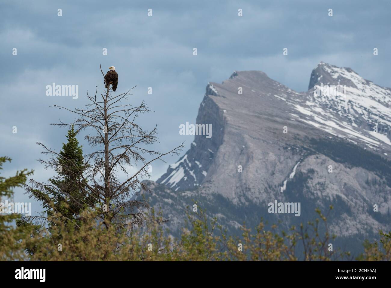 Bald Eagle with Mount Rundle in the background, Banff National Park, UNESCO World Heritage Site, Alberta, Canadian Rockies, Canada Stock Photo