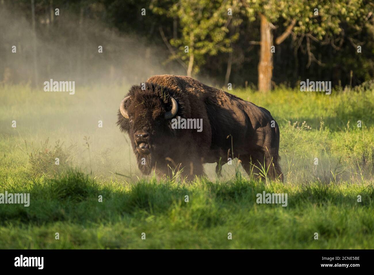 Wild male plains bison during the mating season, Elk Island National Park, Alberta, Canada Stock Photo
