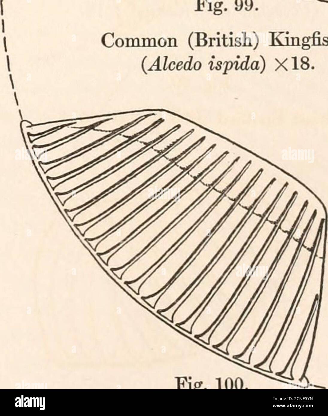 . The fundus oculi of birds, especially as viewed by the ophthalmoscope; a study in the comparative anatomy and physiology . Fig. 99. *- — - - Common (British) Kingfisher(Alcedo ispida) X18.. Fig. 100.Common Hoopoe (Upupa epops). Lateral View of the Pecten in the Prepared Eyes of Certain Species of Birds. Stock Photo