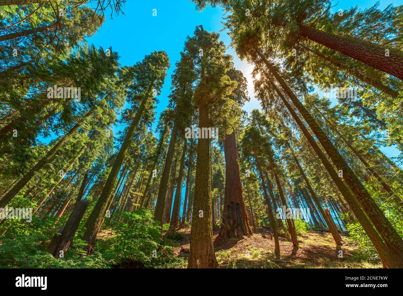 Sequoiadendron giganteum tree species, Sequoia National Park in the Sierra Nevada in California, United States of America Stock Photo