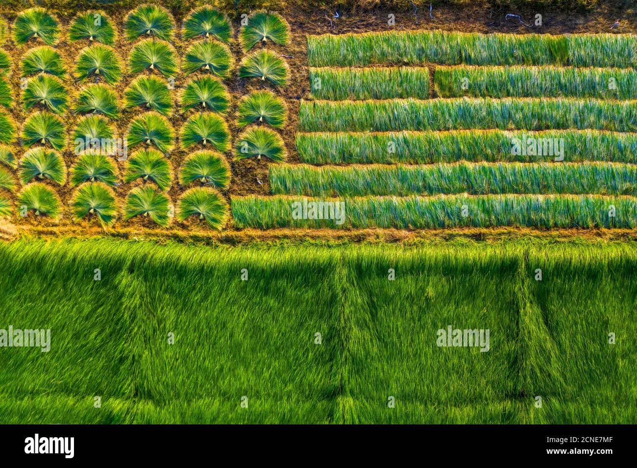 The farmers who grow and harvest sedge in Vung Liem, Vinh Long, Vietnam, Indochina, Southeast Asia, Asia Stock Photo
