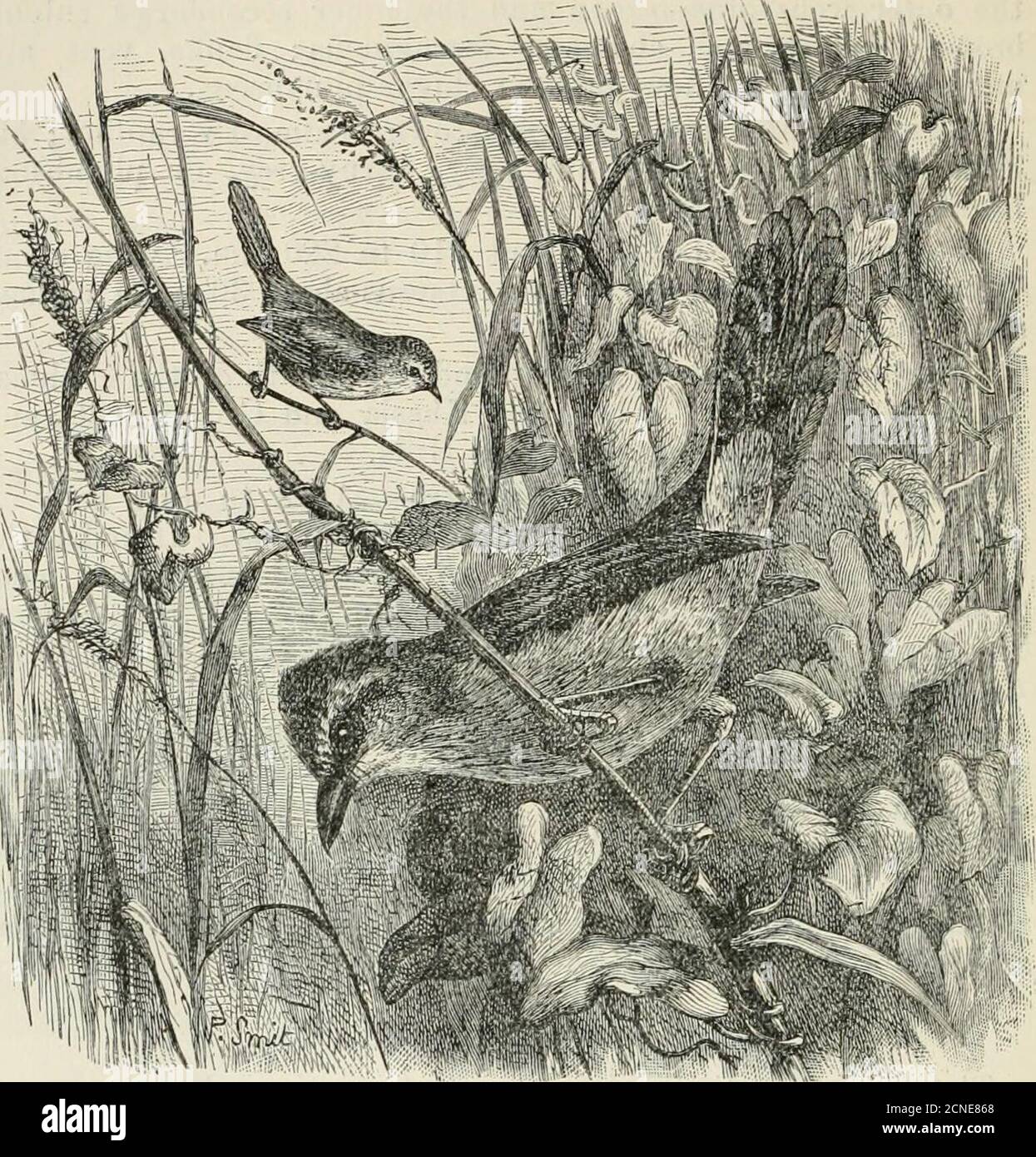 . The fauna of British India, including Ceylon and Burma . ^ Fig. 38.—Head of T. -p. hengalensis. Timalia pileata. Key to Subspecies. A. Abdomen fulvous; upper phimajje darker. T.jJ. hemjalenm, p. 226.13. Abdomeu rusty-buff; upper plumage paler. T.p. jerdoni.^.Ul.VOL. I, Q 226 TIM ALII D.i:.. Fig. 39.— Timaliap. bevgahnsis. (227) Timalia pileata bengalensis.The Bengal Ked-capped Babbler. Timalia hengalensis, Godw.-Aust., J. A. S.B., xli, 2, p. 143 (1872) (Khasia Hills).Timelia pileata. Blanf. & Gates, i, p. 132. Vernacular names. Dao-maogasha (jashim (Cacliari;; Tngeto(Kaclia Naga) ; Vongnavi Stock Photo