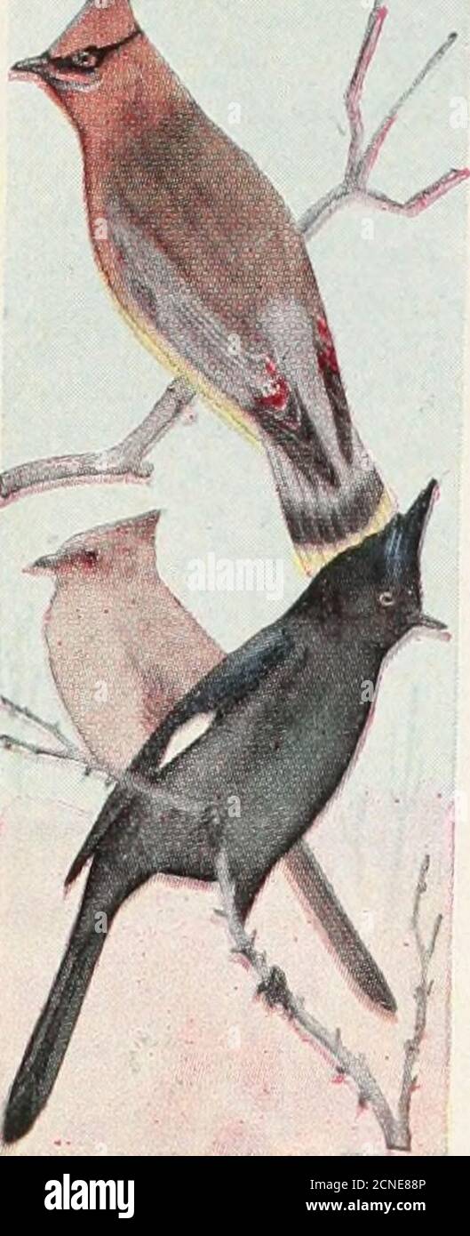 . The bird book : illustrating in natural colors more than seven hundred North American birds; also several hundred photographs of their nests and eggs . Stock Photo